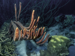 Rauhporiger Seilschwamm, Aplysina caulliformes  Rauhporiger Seilschwamm, Aplysina caulliformes