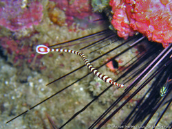 Doryrhamphus dactyliophorus - Zebra - Seenadel - November 2006 - Indonesia - North-Sulawesi - P. Gangga - Canon DIGITAL IXUS 700 Doryrhamphus dactyliophorus - Zebra - Seenadel - November 2006 - Indonesia - North-Sulawesi - P. Gangga - Canon DIGITAL IXUS 700