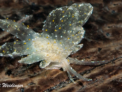 Cyerce, Romblon / Philippinen (c) Niki Weidinger Cyerce, Romblon / Philippinen (c) Niki Weidinger