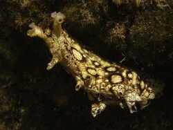 Copyright A. Röcker Teneriffa Copyright A. Röcker Teneriffa