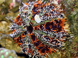 Tripneustes gratilla (c) Muelly Tripneustes gratilla (c) Muelly