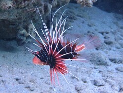 Copyright A. Röcker Ägypten Dahab Copyright A. Röcker Ägypten Dahab