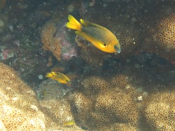 Foto: Sankt-Peter-und-Sankt-Pauls-Felsen, Braslien Foto: Sankt-Peter-und-Sankt-Pauls-Felsen, Braslien