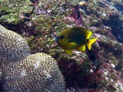 Foto: Sankt-Peter-und-Sankt-Pauls-Felsen, Braslien Foto: Sankt-Peter-und-Sankt-Pauls-Felsen, Braslien