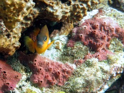 Foto: Fernando de Noronha, Braslien Foto: Fernando de Noronha, Braslien