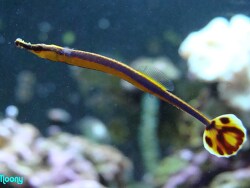 Doryrhamphus Excisus Doryrhamphus Excisus