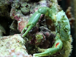 Mitraculus-sculptus (c) Muelly  Mitraculus-sculptus (c) Muelly