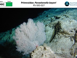 Foto: Hawaii Foto: Hawaii