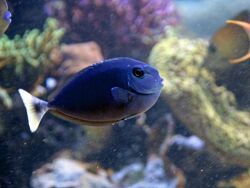 Naso annulatus - Copyright by Peter Priemer Naso annulatus - Copyright by Peter Priemer