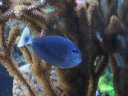 Naso annulatus - Copyright by Peter Priemer Naso annulatus - Copyright by Peter Priemer