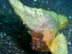 Ablabys macracanthus - Schaukel-Stirnflosser -Oktober 2006 - Indonesia - North-Sulawesi - P. Lembeh - Canon DIGITAL IXUS 700  Ablabys macracanthus - Schaukel-Stirnflosser -Oktober 2006 - Indonesia - North-Sulawesi - P. Lembeh - Canon DIGITAL IXUS 700