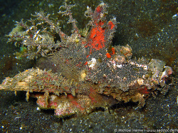 Inimicus didactylus - Finger-Teufelsfisch  -  November 2006 - Indonesia - North-Sulawesi - P. Lembeh - Canon DIGITAL IXUS 700 Inimicus didactylus - Finger-Teufelsfisch  -  November 2006 - Indonesia - North-Sulawesi - P. Lembeh - Canon DIGITAL IXUS 700