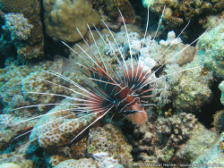 Pterois radiata - Strahlen Rotfeuerfisch  -  November 2007 - Egypt - Red Sea - Safari - Canon PowerShot G7 Pterois radiata - Strahlen Rotfeuerfisch  -  November 2007 - Egypt - Red Sea - Safari - Canon PowerShot G7