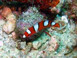 Coris gaimard, juvenil - Oktober 2006 - Indonesia - North-Sulawesi - P. Bangka - Canon DIGITAL IXUS 700 Coris gaimard, juvenil - Oktober 2006 - Indonesia - North-Sulawesi - P. Bangka - Canon DIGITAL IXUS 700