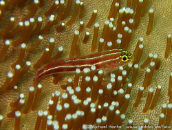 Helcogramma striata - Zwerghähnchen -  Oktober 2006 - Indonesia - North-Sulawesi - P. Bangka - Canon DIGITAL IXUS 700  Helcogramma striata - Zwerghähnchen -  Oktober 2006 - Indonesia - North-Sulawesi - P. Bangka - Canon DIGITAL IXUS 700