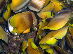 Chaetodon kleinii - Weißpunkt-Falterfisch  - November 2006 - Indonesia - North-Sulawesi - P. Lembeh - Canon DIGITAL IXUS 700  Chaetodon kleinii - Weißpunkt-Falterfisch  - November 2006 - Indonesia - North-Sulawesi - P. Lembeh - Canon DIGITAL IXUS 700