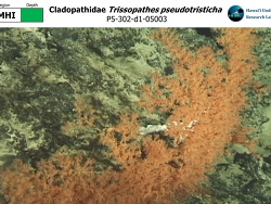 Foto: Hawaii Foto: Hawaii