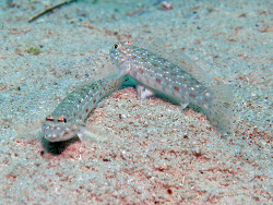 Dekor Grundeln - Istigobius decoratus Dekor Grundeln - Istigobius decoratus