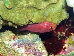 Trimma striata - Kopfstreifengrundel Trimma striata - Kopfstreifengrundel