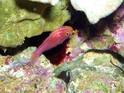 Trimma striata - Kopfstreifengrundel Trimma striata - Kopfstreifengrundel