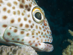 Epinephelus tauvina - Braunflecken-Zackenbarsch  - November 2007 - Egypt - Red Sea - Safari - Canon PowerShot G7   Epinephelus tauvina - Braunflecken-Zackenbarsch  - November 2007 - Egypt - Red Sea - Safari - Canon PowerShot G7