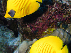 Chaetodon semilarvatus - Maskarill-Masken-Falterfisch  -   November 2007 - Egypt - Red Sea - Safari - Canon PowerShot G7 Chaetodon semilarvatus - Maskarill-Masken-Falterfisch  -   November 2007 - Egypt - Red Sea - Safari - Canon PowerShot G7