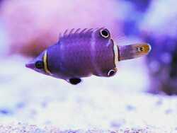 wetmorella nigropinnata wetmorella nigropinnata
