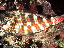 Cirrhitus pinnulatus - Stocky hawkfish - Picture (c) by Randall, J.E. Cirrhitus pinnulatus - Stocky hawkfish - Picture (c) by Randall, J.E.