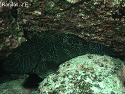 Giant hawkfish - Cirrhitus rivulatus - Picture (c) by Randall J.E. Giant hawkfish - Cirrhitus rivulatus - Picture (c) by Randall J.E.