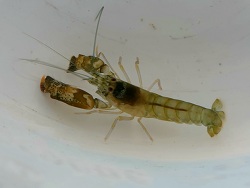 Alpheus dentipes  Alpheus dentipes