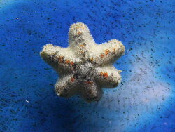 Gänsefuss-Seestern (Aquilonastra burtoni) - (c) Muelly Gänsefuss-Seestern (Aquilonastra burtoni) - (c) Muelly