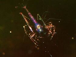 L. Bogessilarve L. Bogessilarve