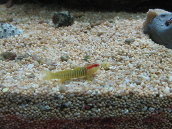 Elacatinus multifasciatus  Elacatinus multifasciatus