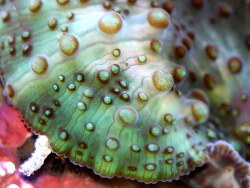 Discosoma dawydoffi (c) Muelly 2018 Discosoma dawydoffi (c) Muelly 2018