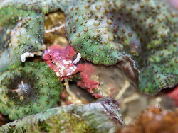 Discosoma dawydoffi (c) Muelly 2018 Discosoma dawydoffi (c) Muelly 2018