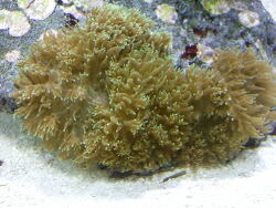 Discosoma sp. 18 Discosoma sp. 18