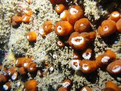 Foto: Juan Fernández, Valparaíso, Chile Foto: Juan Fernández, Valparaíso, Chile