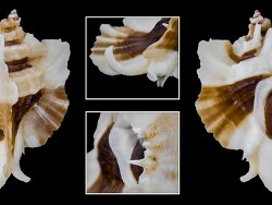 Ceratostoma foliatum,Foliate Thorn Purpura,70,1mm, Middle California, USA 2016 Ceratostoma foliatum,Foliate Thorn Purpura,70,1mm, Middle California, USA 2016