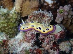 Tikehau, Französisch Polynesien (c) Micha82 eingestellt in Was ist das Tikehau, Französisch Polynesien (c) Micha82 eingestellt in Was ist das