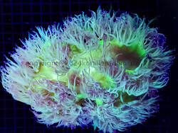 copyright korallentraum.de copyright korallentraum.de