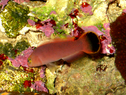 Pseudochromis elongadus Pseudochromis elongadus