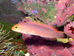 Pseudochromis elongadus Pseudochromis elongadus