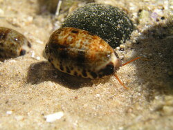Melicerona listeri 2, Australia 2013 Melicerona listeri 2, Australia 2013