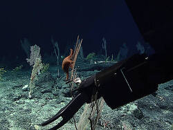 Foto; Wake, Pazifik Foto; Wake, Pazifik