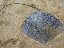 Foto: Innisfail, Queensland, Australien Foto: Innisfail, Queensland, Australien