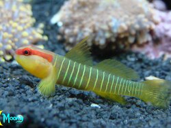 elacatinus multifaciatus elacatinus multifaciatus