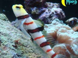 stonogobiops dracula stonogobiops dracula