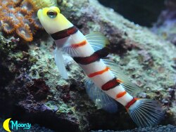 stonogobiops dracula stonogobiops dracula