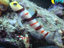 Stonogobiops dracula Stonogobiops dracula