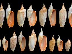 Zidona dufresneii, Angular Volute,Maldonado, Uruguay, Brazil & Argentina 2016 Zidona dufresneii, Angular Volute,Maldonado, Uruguay, Brazil & Argentina 2016